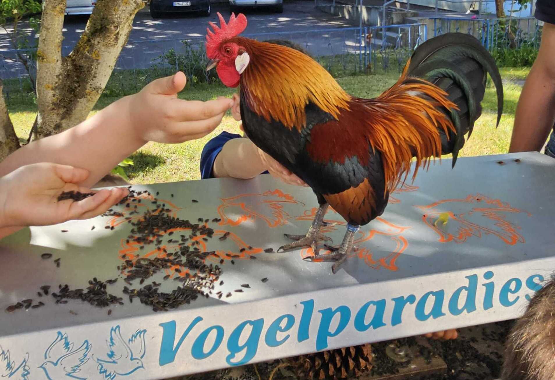 Vogelpariadies Kita Graustein